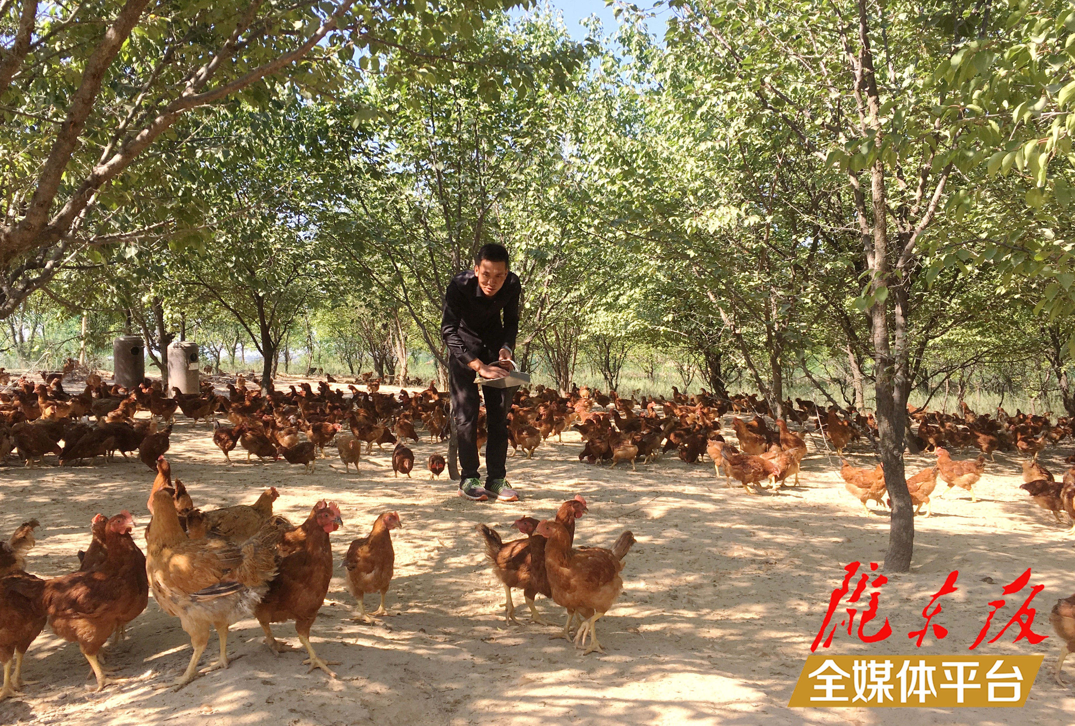 林下生態(tài)雞養(yǎng)殖。 盤小美 攝