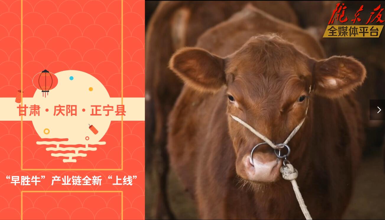 【慶陽視頻】目標(biāo)20萬頭！正寧縣打造西北肉牛養(yǎng)殖大縣