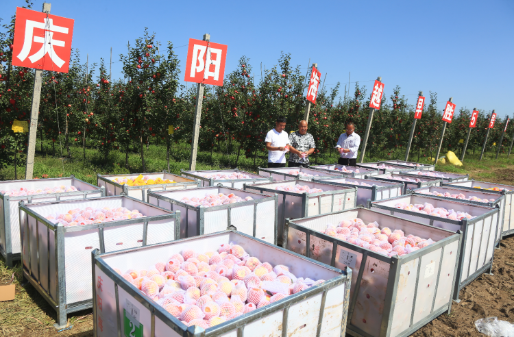 9月20日，慶陽(yáng)海越農(nóng)業(yè)發(fā)展有限公司早勝基地蘋(píng)果喜獲豐收，吸引了外地客商前來(lái)采購(gòu)。圖為客商正在查看果品。特約攝影 李建琪 攝