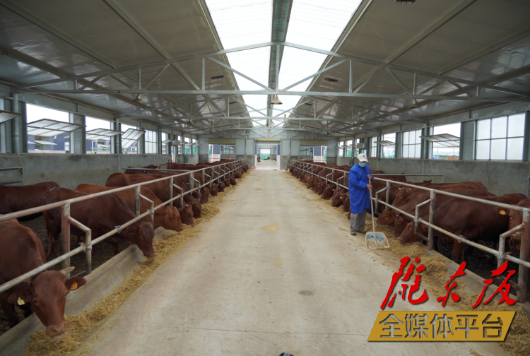 正寧縣正興現(xiàn)代農(nóng)牧千頭早勝牛繁育基地。本報(bào)記者 劉萍凝 攝