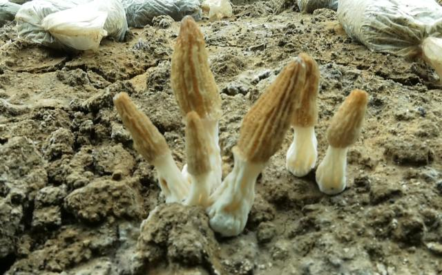 【春潮涌 繪新景】合水縣：龍頭企業(yè)帶動食用菌產業(yè)高質量發(fā)展