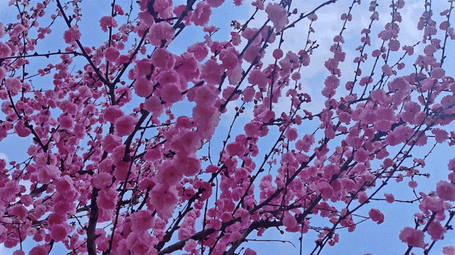 慶陽(yáng)的春日，舉目晴明，一路春暖花開(kāi)