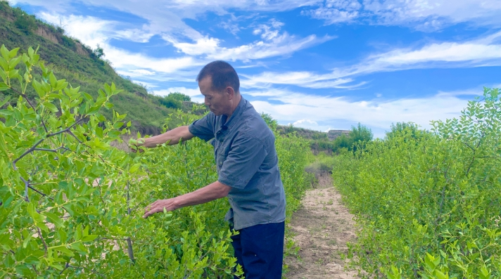 從邊角荒地到“聚寶盆”——慶城縣酸棗產業(yè)激活鄉(xiāng)村振興新動能
