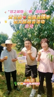 8月1日，“甘之如飴‘桃’你歡心”黃甘桃采摘直播季農(nóng)文旅融合活動(dòng)在寧縣新寧鎮(zhèn)井坳村慶陽(yáng)欣慧種養(yǎng)殖農(nóng)民專業(yè)合作社黃甘桃保種基地啟動(dòng)！
