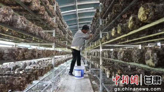 中新武威觀 | 天祝高原夏菇“坐”上冷鏈快車